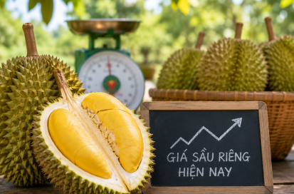 gia-sau-rieng-hien-nay