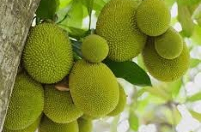 ky-thuat-cham-soc-cay-mit-hieu-qua-cao