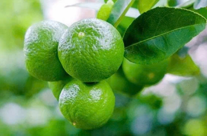 ky-thuat-cham-soc-cay-chanh-cho-nang-suat-cao