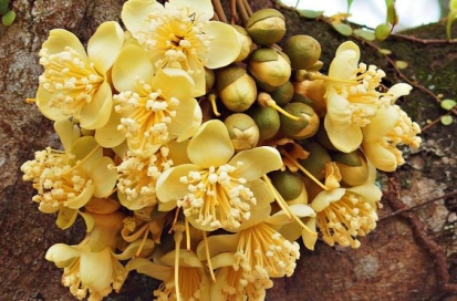 cach-cham-soc-sau-rieng-ra-hoa-mua-dong-hieu-qua