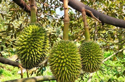 azoxystrobin-300-gl-difenoconazole-150-gl-giai-phap-tri-nam-benh-hieu-qua-cho-sau-rieng