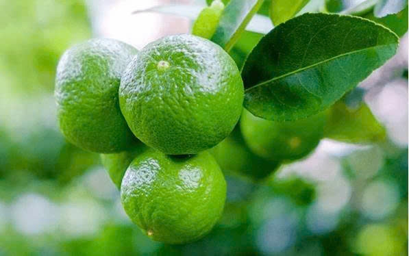 Kỹ thuật chăm sóc cây chanh cho năng suất cao